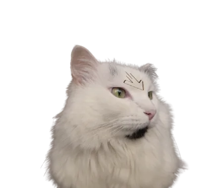 A cat